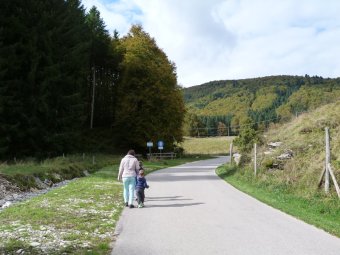 Faggio secolare sullo sfondo