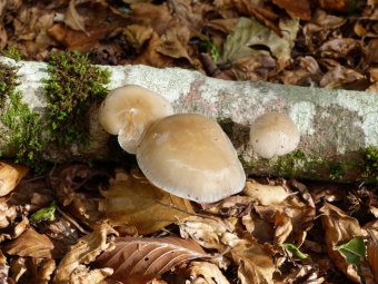 Sottobosco