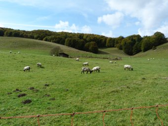 Pecore al pascolo