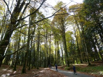 Il bosco di Via dei Cimbri