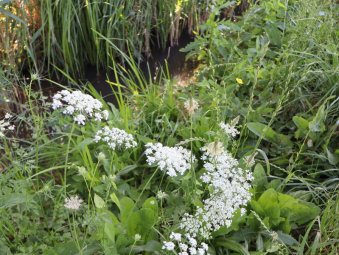 Achillea